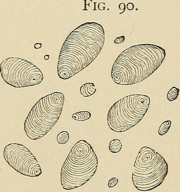 An illustration from Medical microscopy : a guide to the use of the microscope in medical practice, 1898, leaf 376