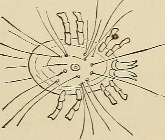 An illustration from Medical microscopy : a guide to the use of the microscope in medical practice, 1898, leaf 378