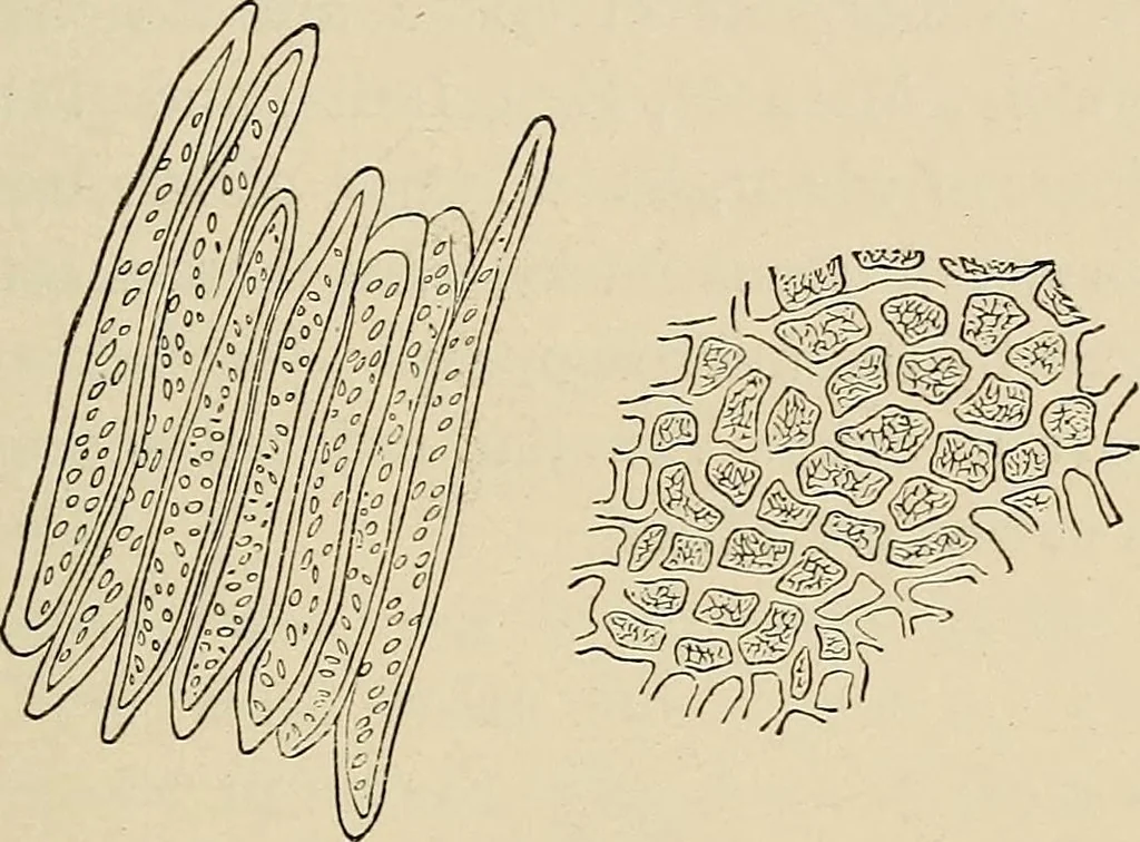 An illustration from Medical microscopy : a guide to the use of the microscope in medical practice, 1898, leaf 380