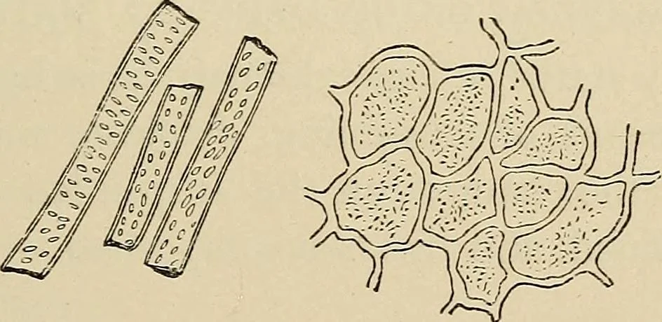 An illustration from Medical microscopy : a guide to the use of the microscope in medical practice, 1898, leaf 380