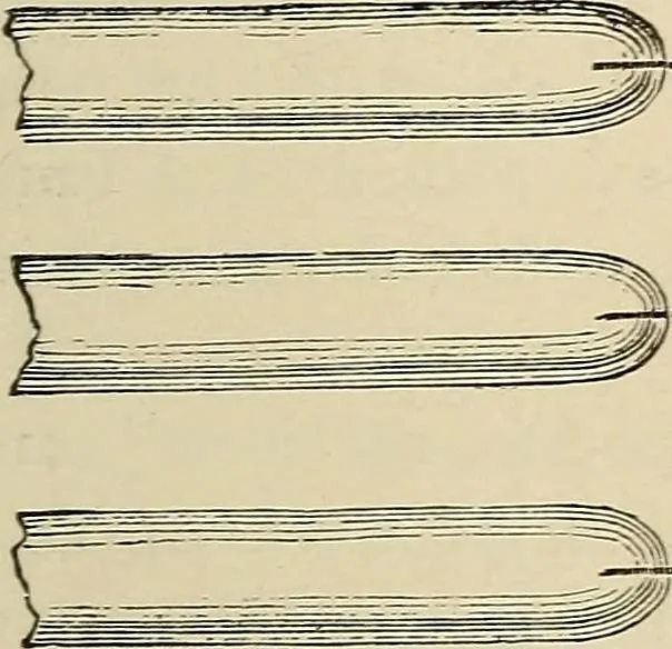 An illustration from Medical microscopy : a guide to the use of the microscope in medical practice, 1898, leaf 390