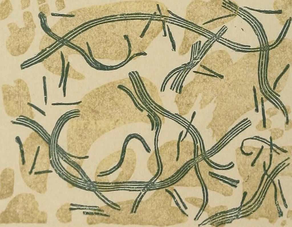 An illustration from Medical microscopy : a guide to the use of the microscope in medical practice, 1898, leaf 5