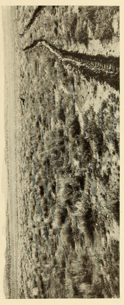 An illustration from Medical observations on the Zuñi Indians, 1924, leaf 11