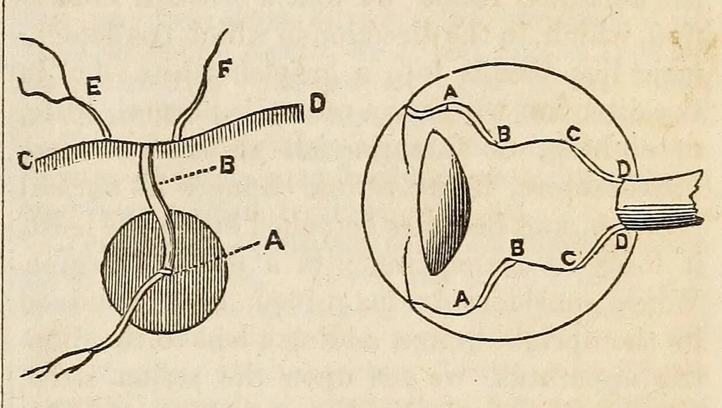 An illustration from The Medical and surgical reporter, 1858, leaf 25