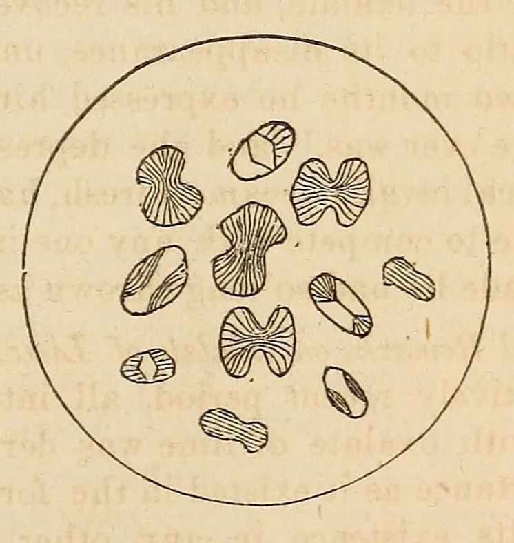 An illustration from The Medical and surgical reporter, 1858, leaf 297