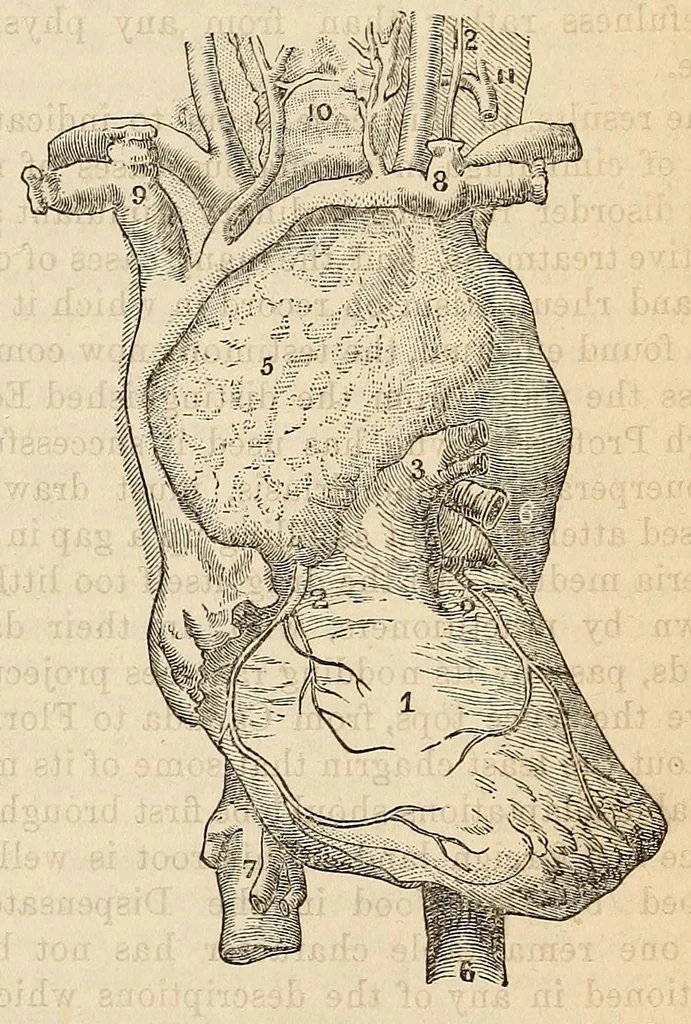 An illustration from The Medical and surgical reporter, 1858, leaf 559