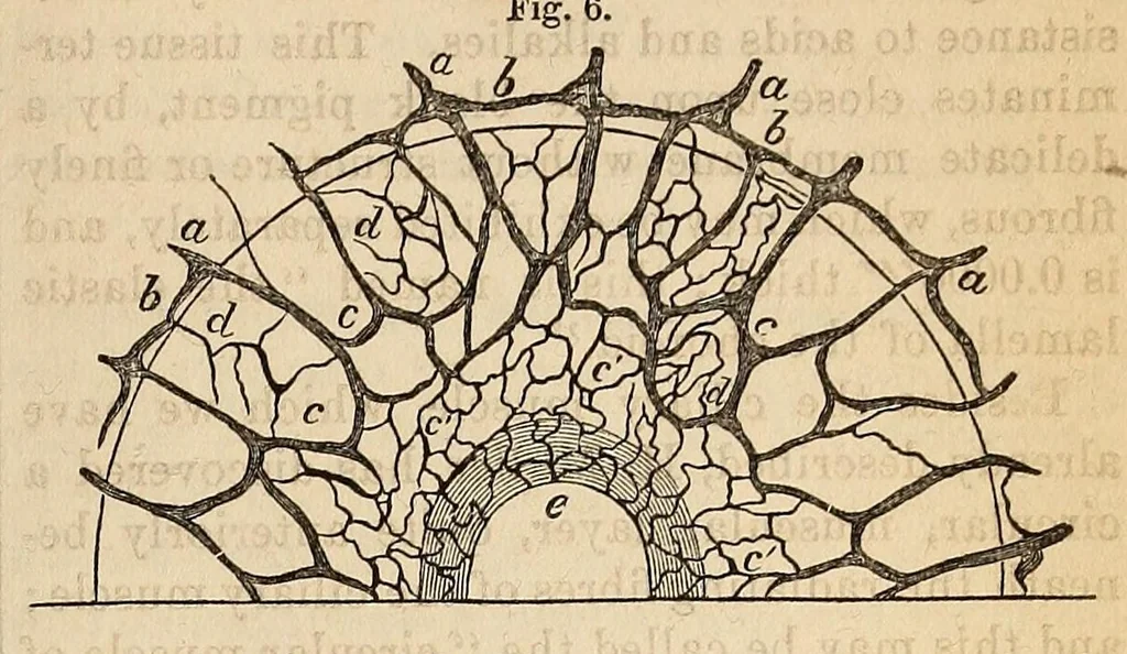 An illustration from The Medical and surgical reporter, 1858, leaf 699