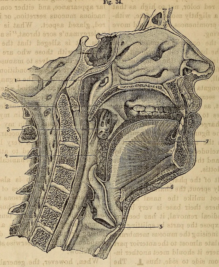 An illustration from The Medical and surgical reporter, 1858, leaf 702