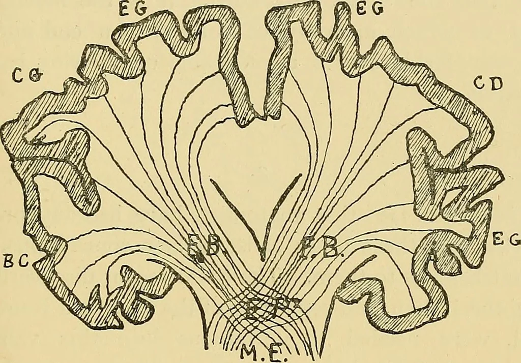 An illustration from Medicine and the mind : (la medecine de l'esprit), 1900, leaf 170