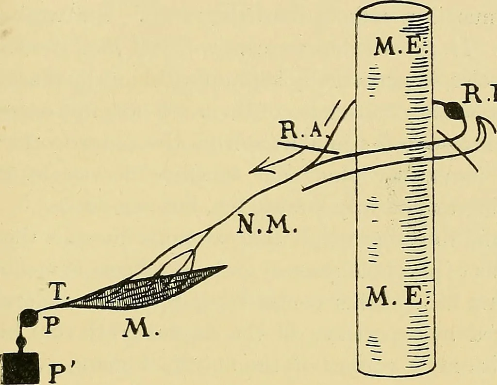 An illustration from Medicine and the mind : (la medecine de l'esprit), 1900, leaf 224