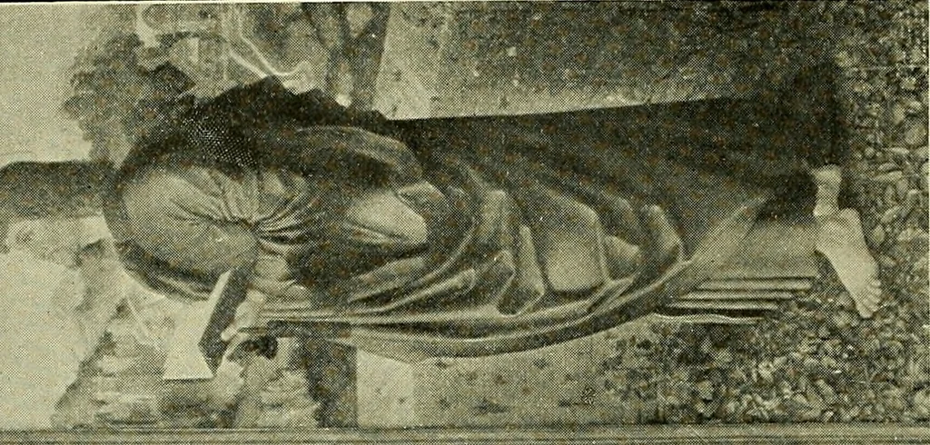 An illustration from Meisterwerke der Älteren Pinakothek in München ..., 1922, leaf 71