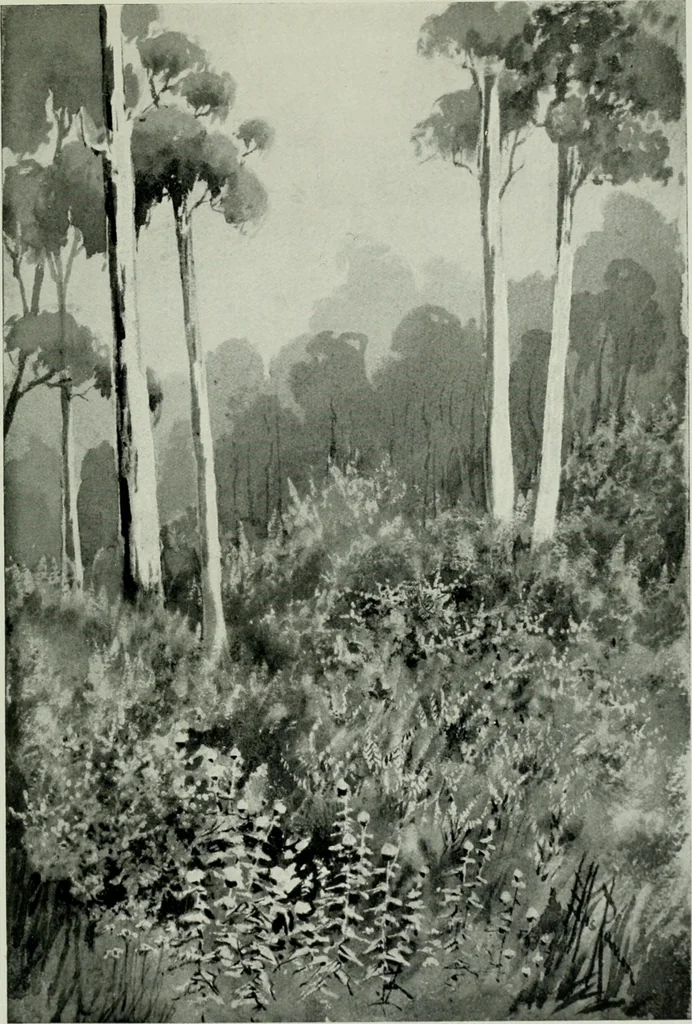 An illustration from Melba's gift book of Australian art and literature, 1915, leaf 148