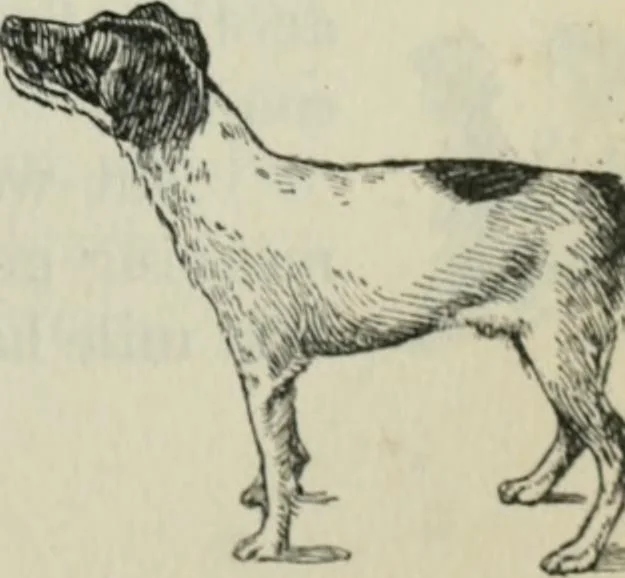 An illustration from Melba's gift book of Australian art and literature, 1915, leaf 62