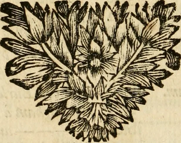 An illustration from Memoires et instructions pour les ambassadeurs, ou, Lettres et negotiations de Walsingham ... : avec les maximes politiques de ce ministre, & des remarques sur la vie des principaux ministres & favoris de cette princesse, 1700, leaf 667