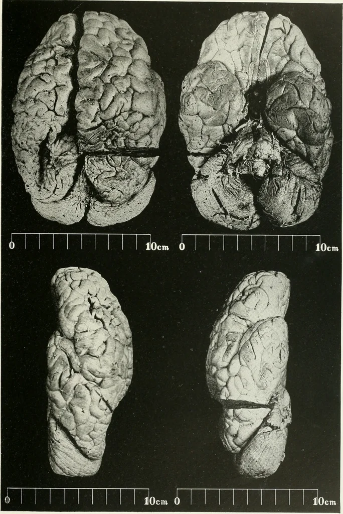 An illustration from Memoirs, 1783, leaf 152