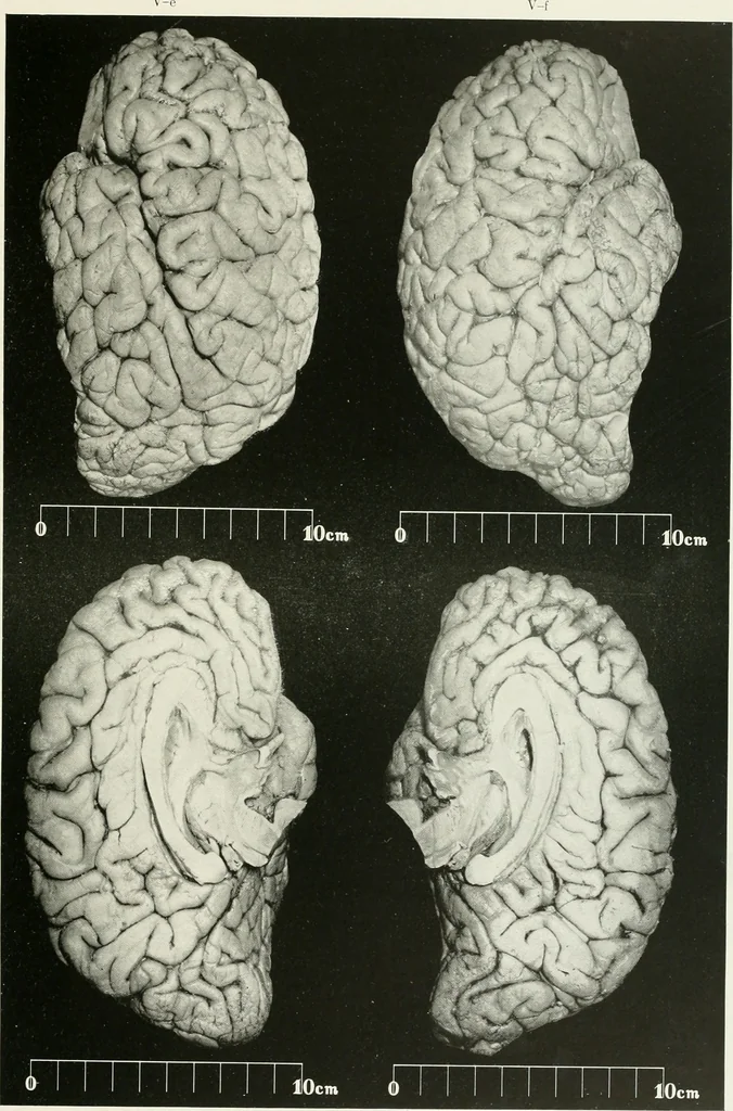An illustration from Memoirs, 1783, leaf 164