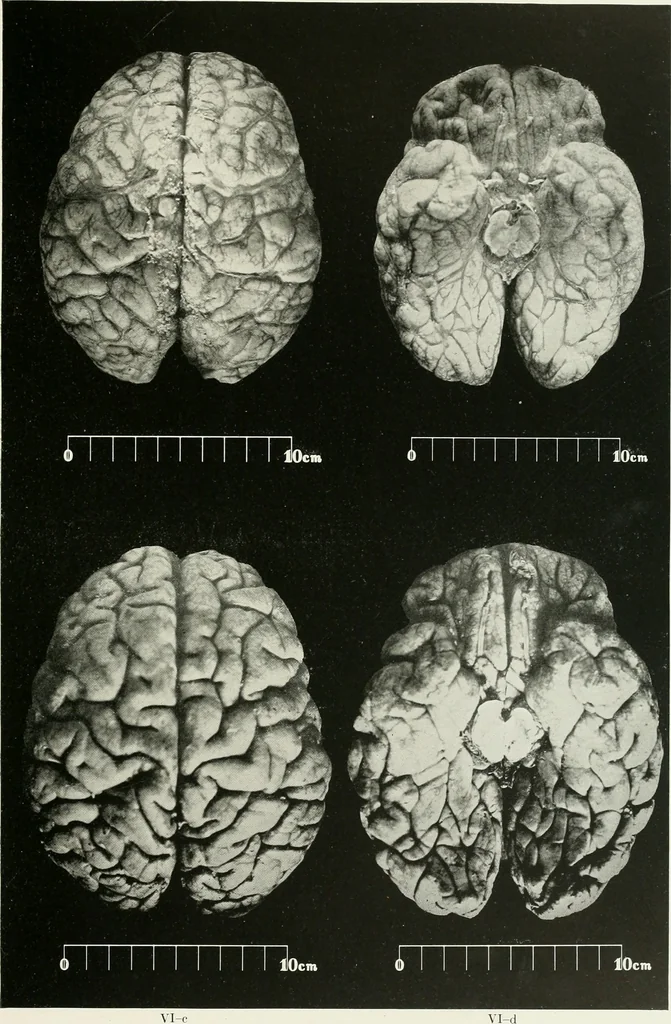 An illustration from Memoirs, 1783, leaf 166