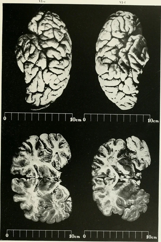 An illustration from Memoirs, 1783, leaf 168