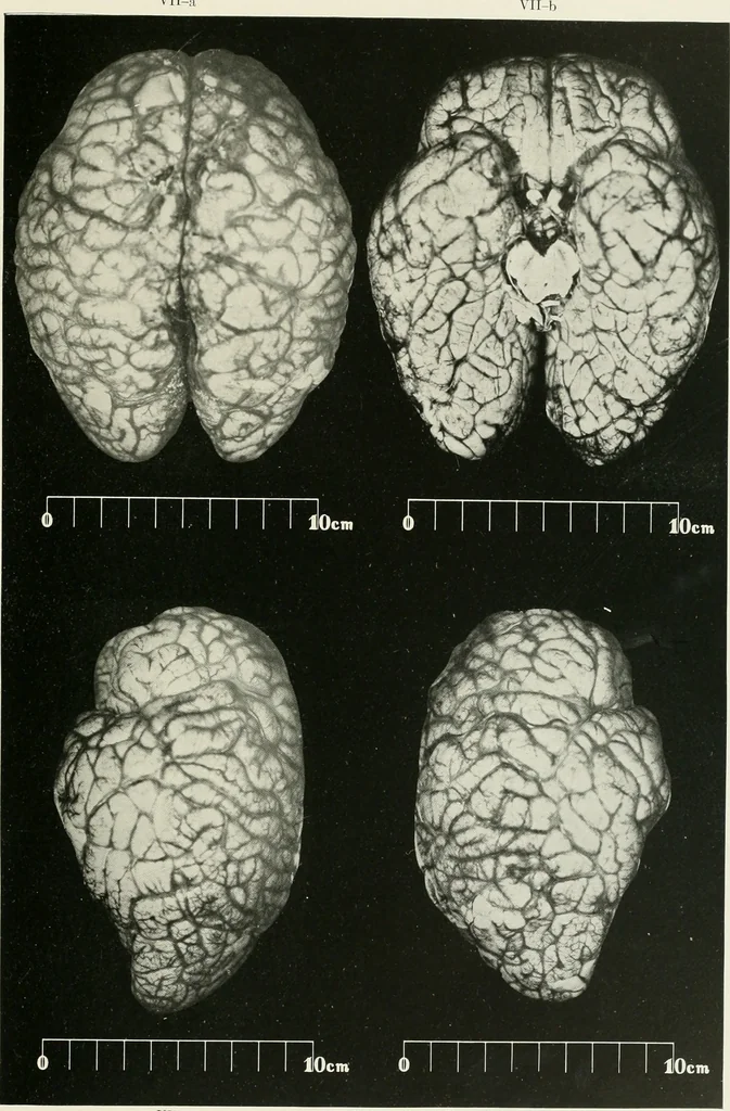 An illustration from Memoirs, 1783, leaf 170
