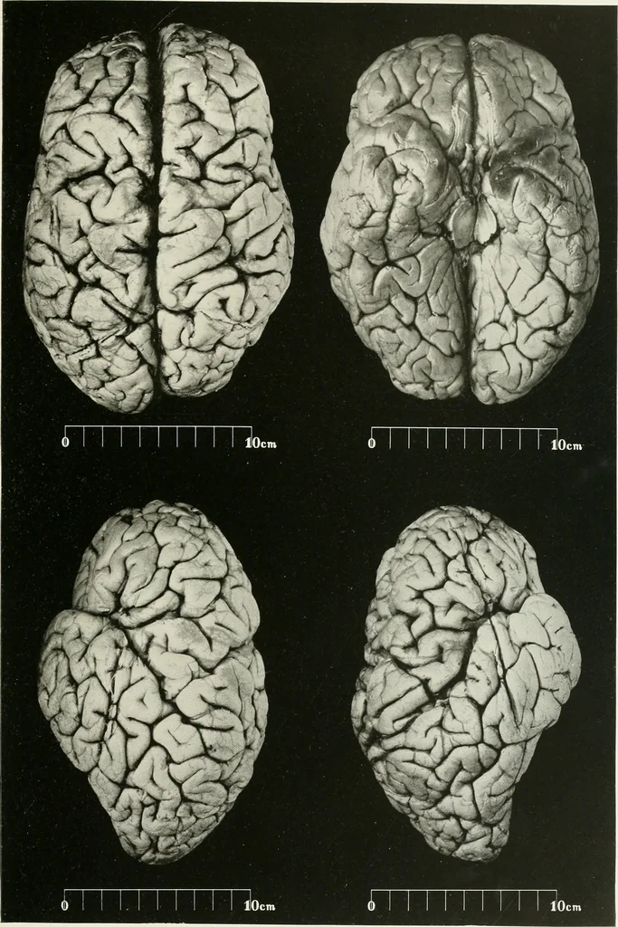An illustration from Memoirs, 1783, leaf 180