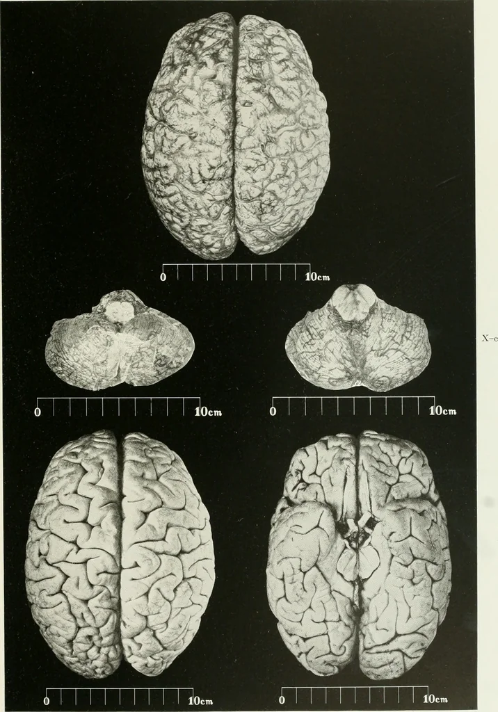 An illustration from Memoirs, 1783, leaf 184