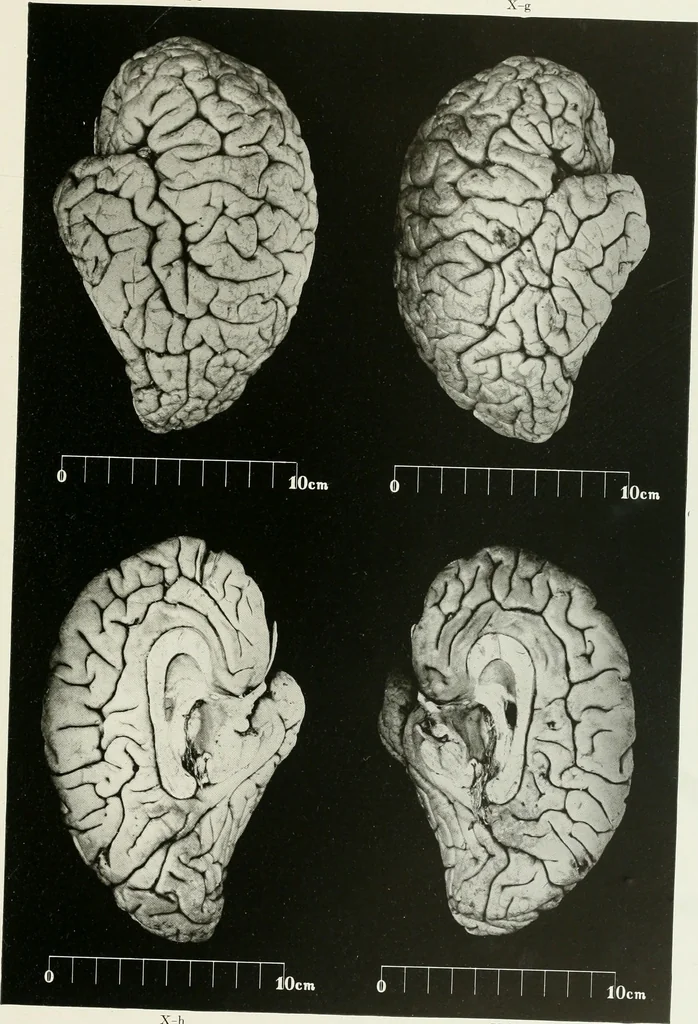 An illustration from Memoirs, 1783, leaf 186