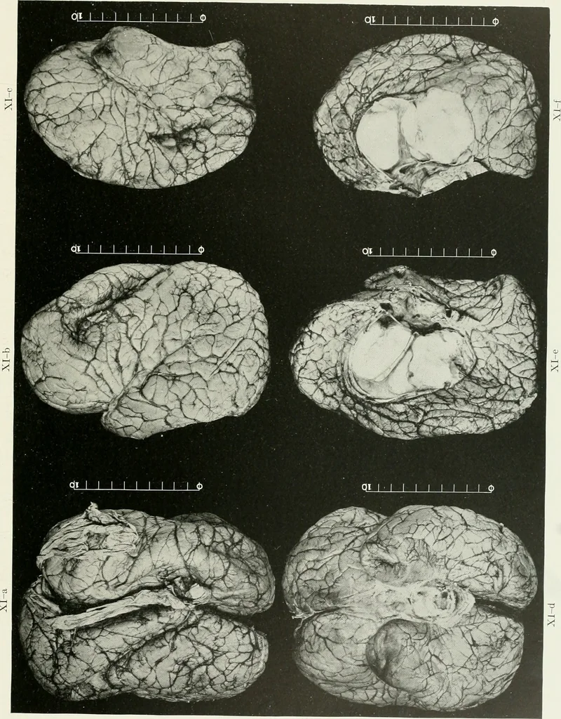 An illustration from Memoirs, 1783, leaf 272