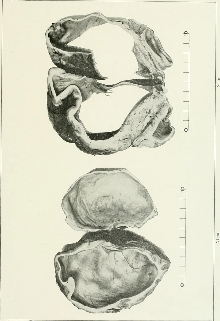 An illustration from Memoirs, 1783, leaf 276