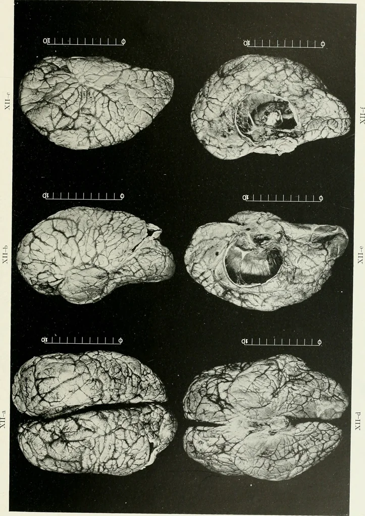 An illustration from Memoirs, 1783, leaf 278