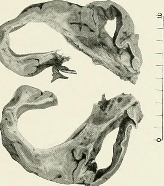 An illustration from Memoirs, 1783, leaf 280