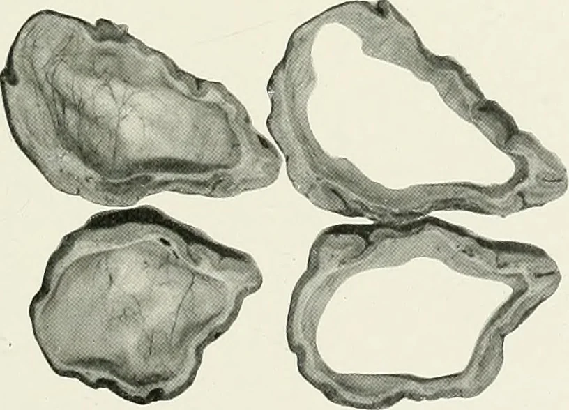 An illustration from Memoirs, 1783, leaf 280
