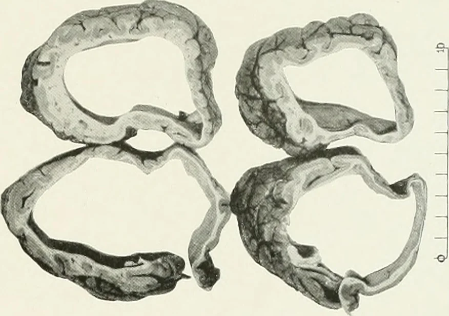 An illustration from Memoirs, 1783, leaf 280