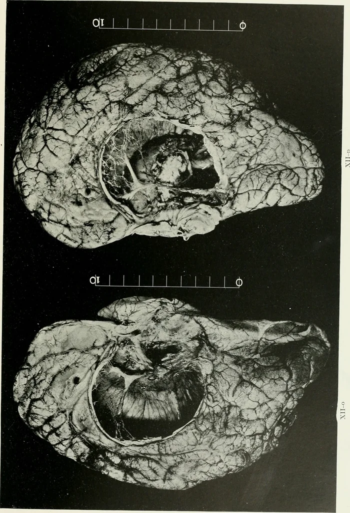An illustration from Memoirs, 1783, leaf 282