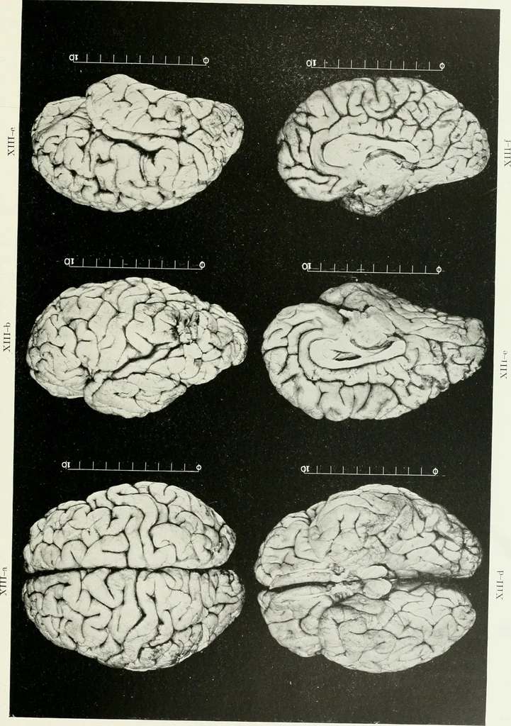 An illustration from Memoirs, 1783, leaf 284