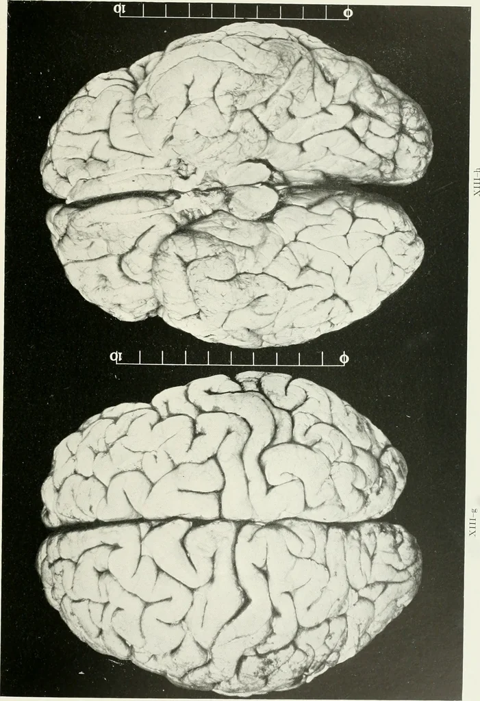 An illustration from Memoirs, 1783, leaf 286