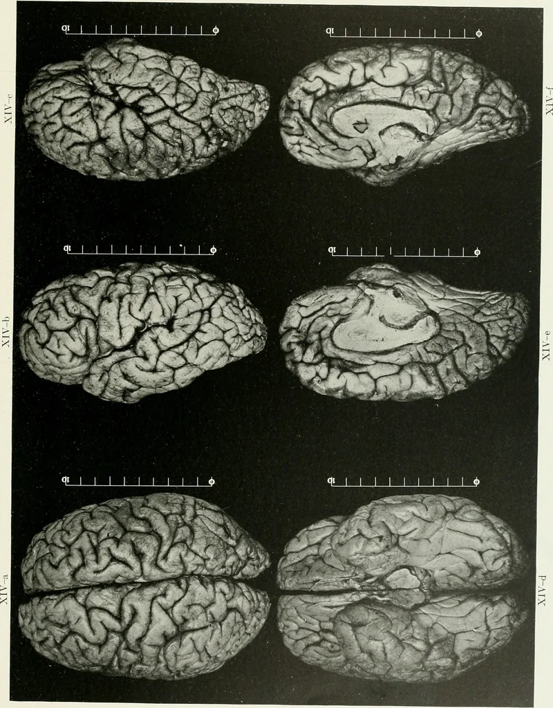An illustration from Memoirs, 1783, leaf 288