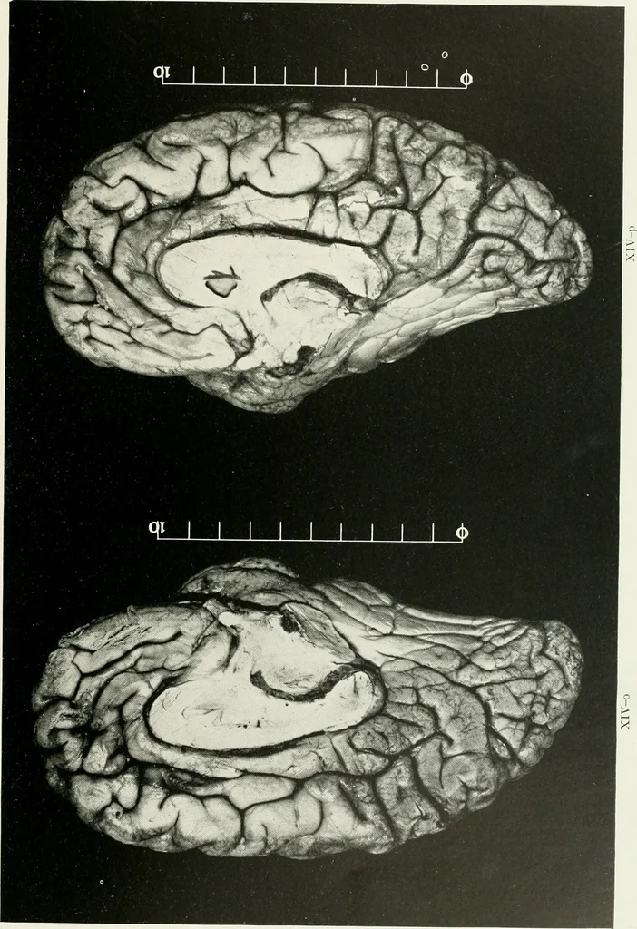 An illustration from Memoirs, 1783, leaf 292