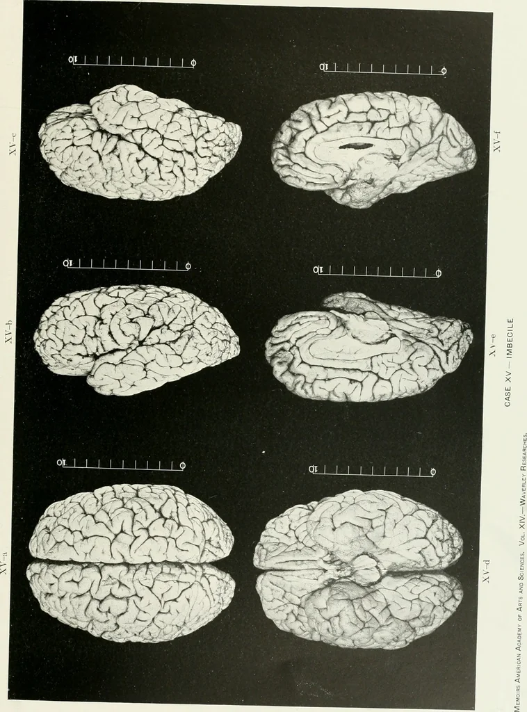 An illustration from Memoirs, 1783, leaf 294