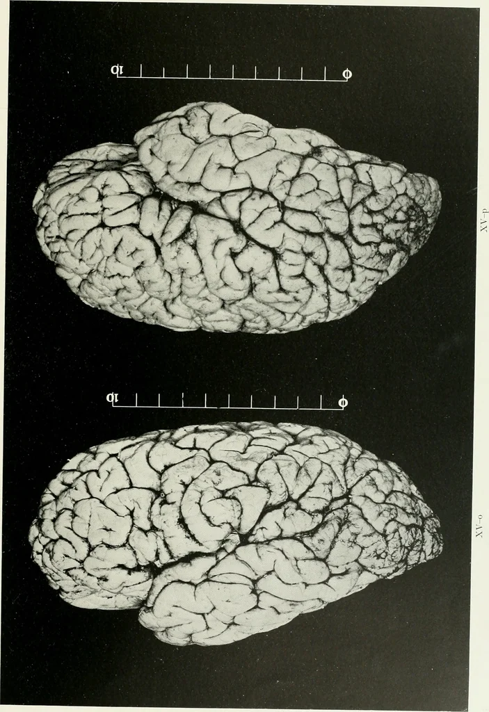 An illustration from Memoirs, 1783, leaf 298