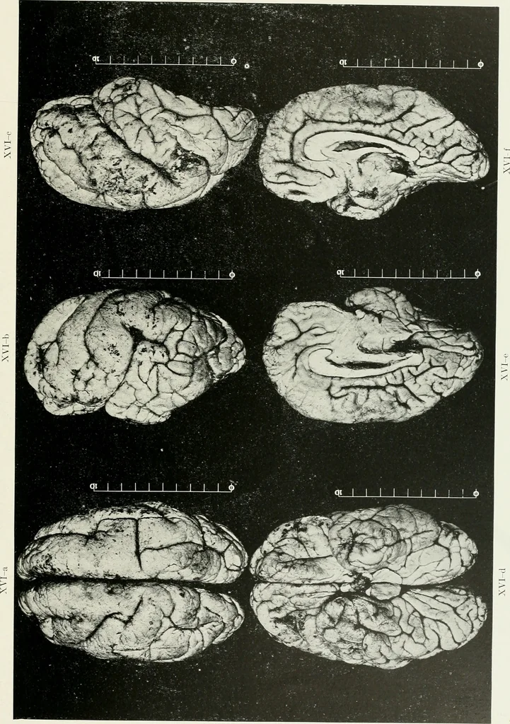 An illustration from Memoirs, 1783, leaf 300