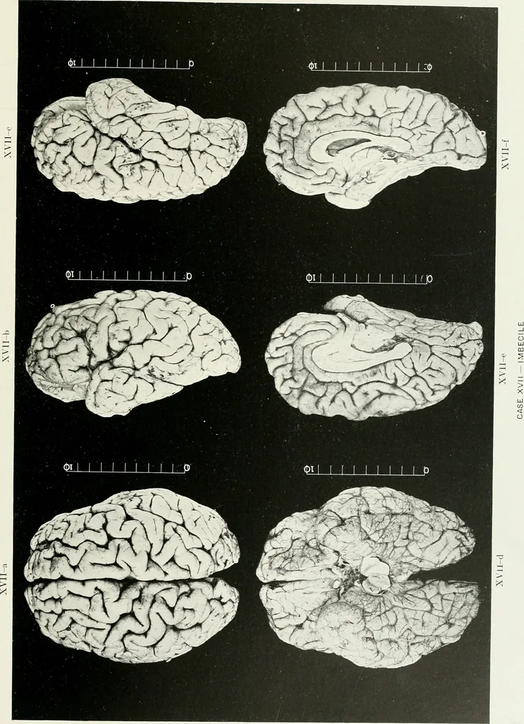 An illustration from Memoirs, 1783, leaf 304