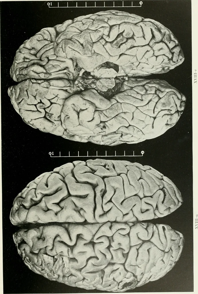 An illustration from Memoirs, 1783, leaf 316