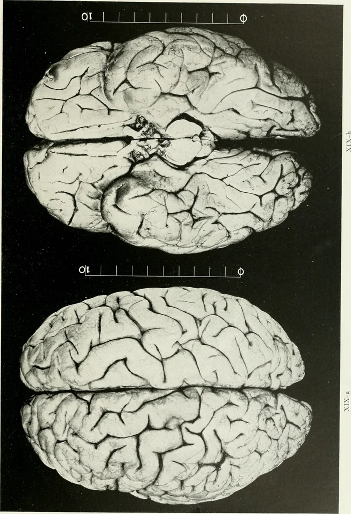 An illustration from Memoirs, 1783, leaf 324