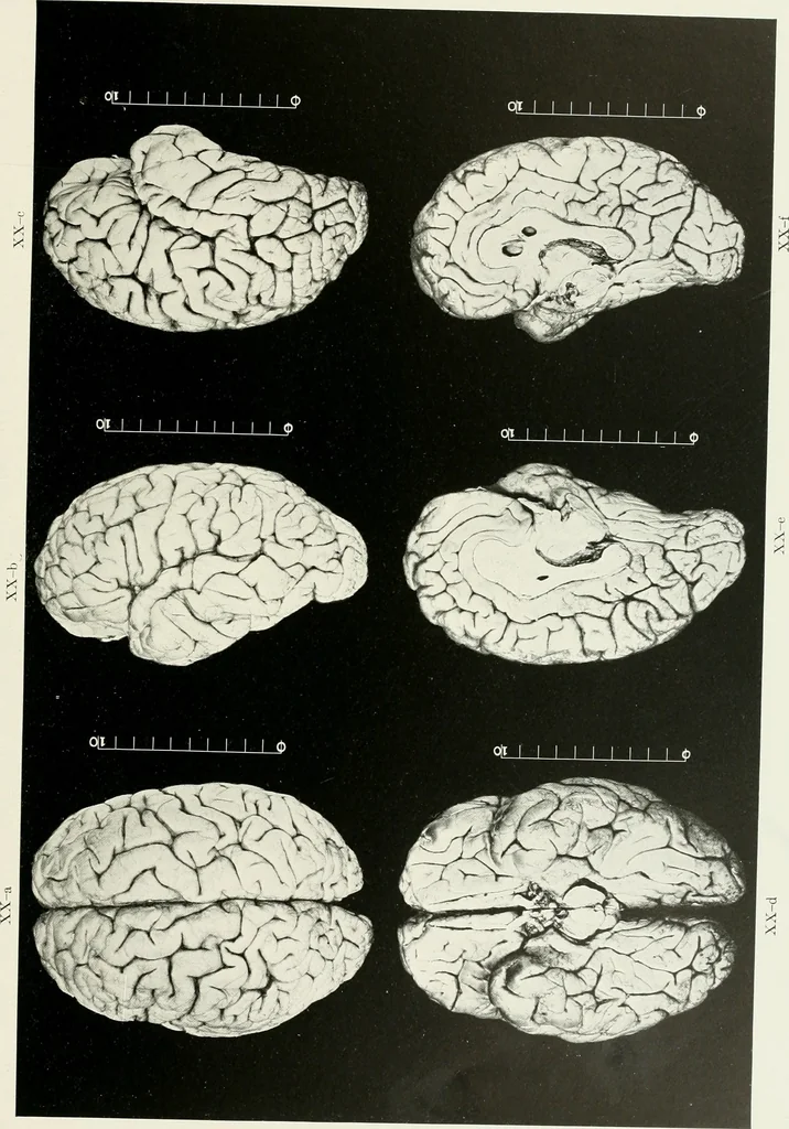 An illustration from Memoirs, 1783, leaf 328