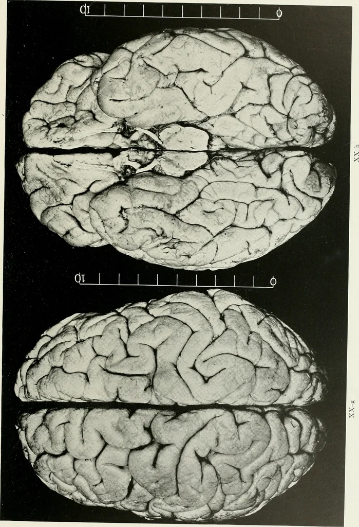 An illustration from Memoirs, 1783, leaf 330