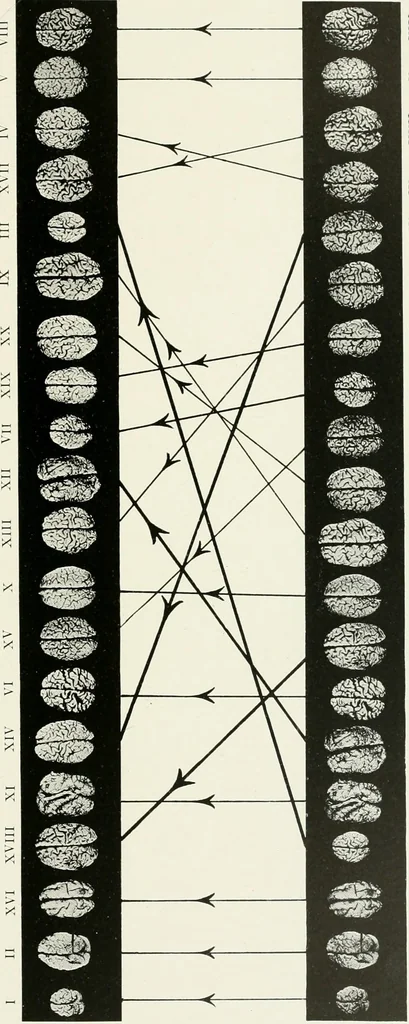 An illustration from Memoirs, 1783, leaf 334