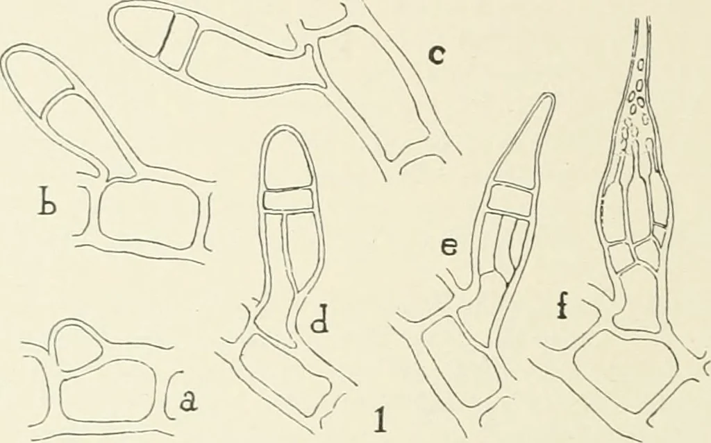An illustration from Memoirs, 1783, leaf 485