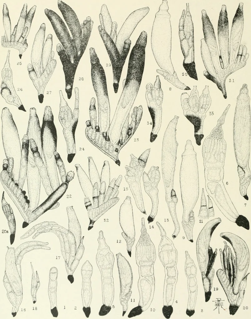 An illustration from Memoirs, 1783, leaf 569