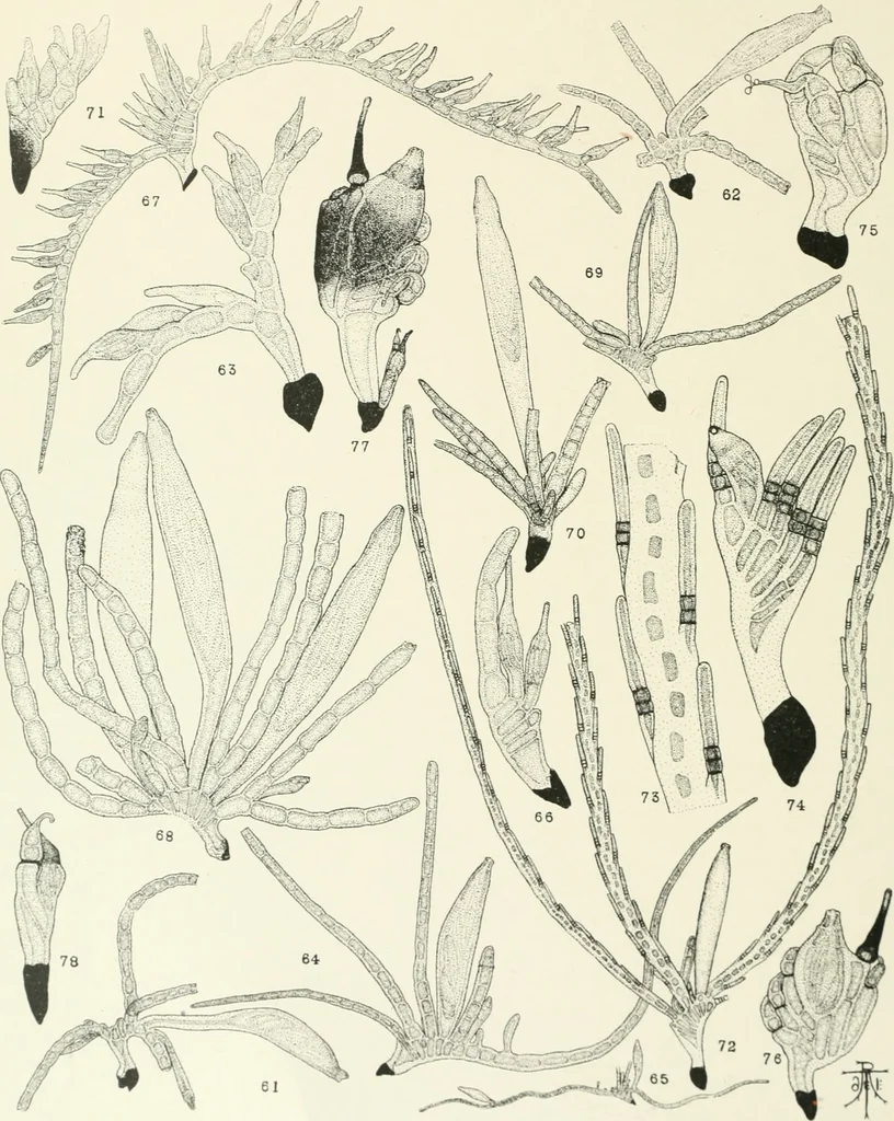 An illustration from Memoirs, 1783, leaf 575