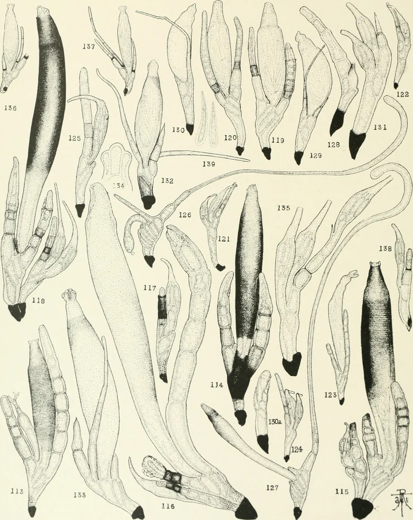 An illustration from Memoirs, 1783, leaf 581